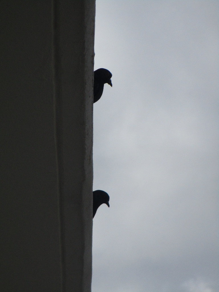 Pigeons by granagringa