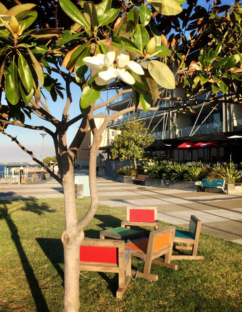 Magnolia on Honeysuckle Foreshore by susiangelgirl