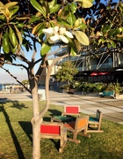 9th Nov 2016 - Magnolia on Honeysuckle Foreshore