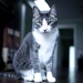 Grey Cat by kwind