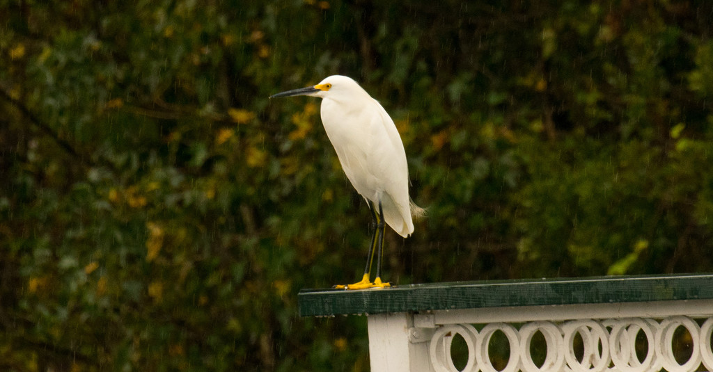 Snowy Egret in the Rain! by rickster549