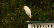 9th Nov 2016 - Snowy Egret in the Rain!