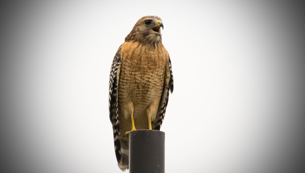 Red Shouldered Hawk Singing on the Pole! by rickster549