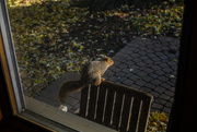 9th Nov 2016 - a squirrely day...