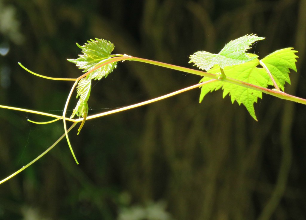 spring growth by cruiser