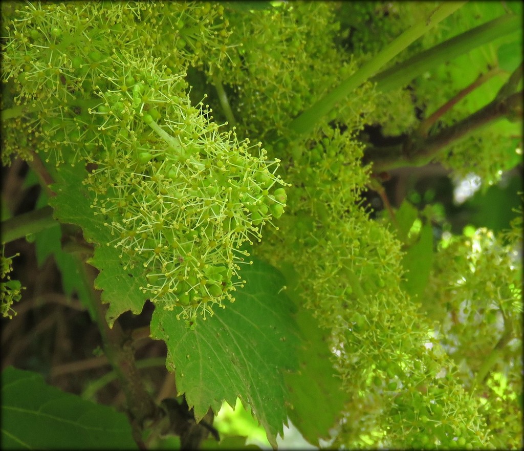 grape flowers by cruiser