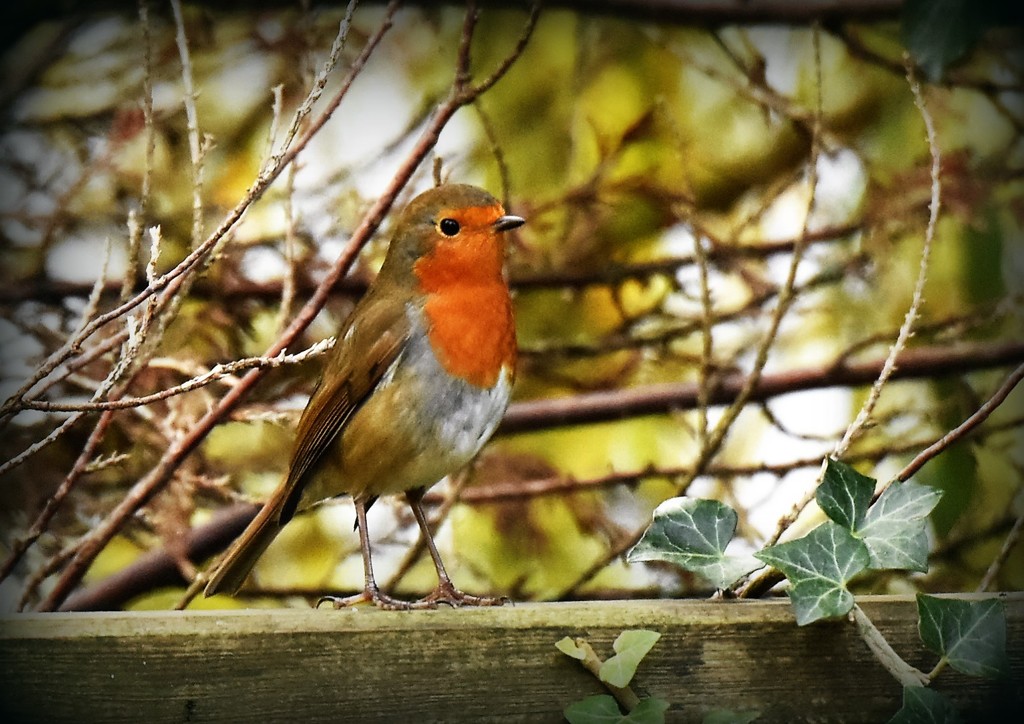 My garden robin by rosiekind