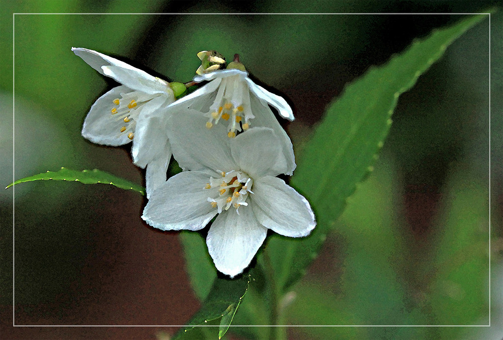 Tiny White Flowers by gardencat