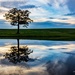 Simply Tree by jae_at_wits_end