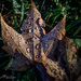 Leaf by jae_at_wits_end