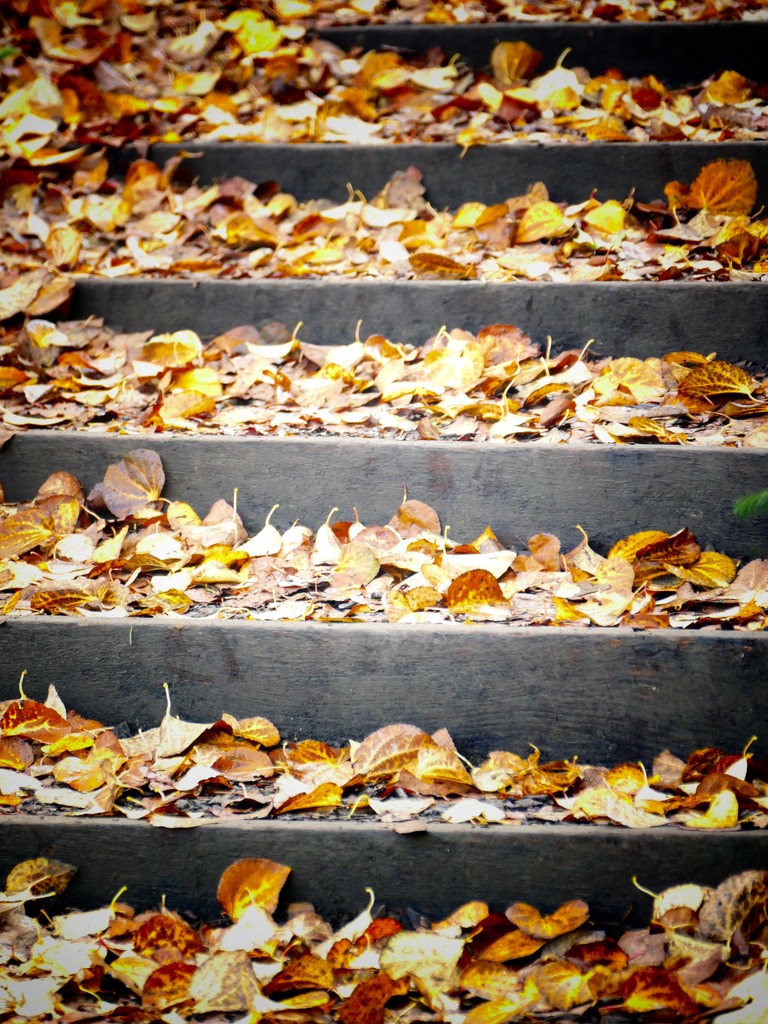 Leafy Steps by carole_sandford