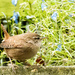 2016 11 10 - Tiny wren by pamknowler