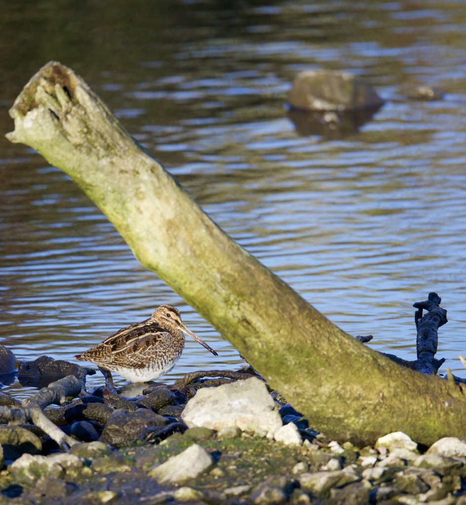 Common Snipe by padlock