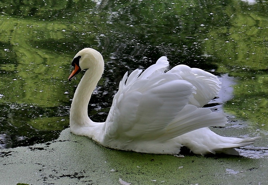 swan by lynnz