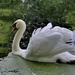 swan by lynnz