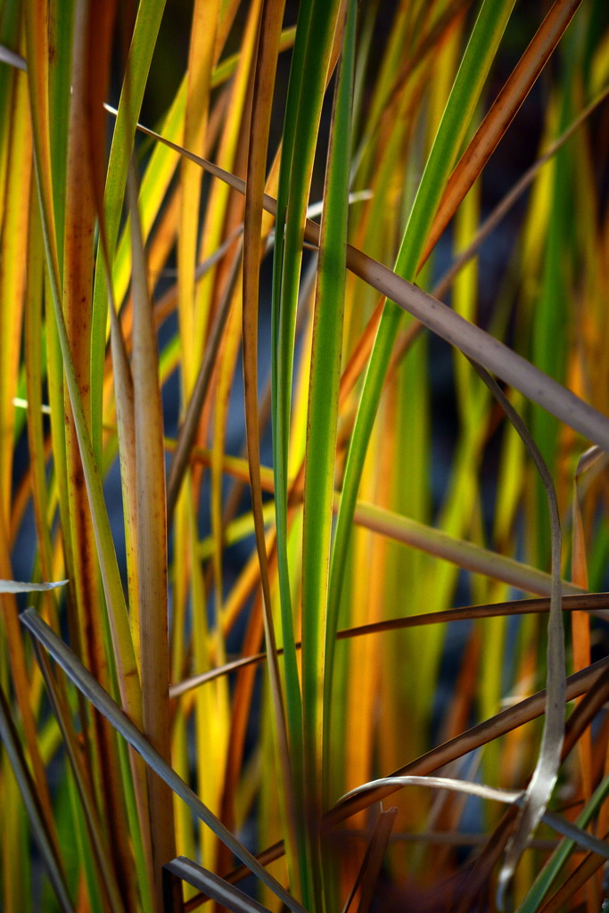 Colour in the marsh by jayberg