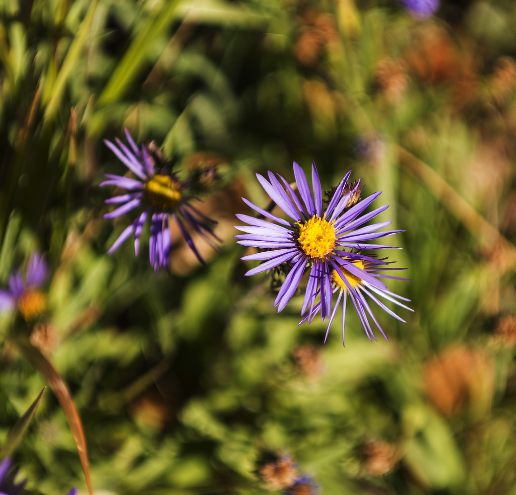 Purple Bloom in Novemebr by jeffjones