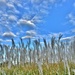 fluffy clouds and grass by lynnz