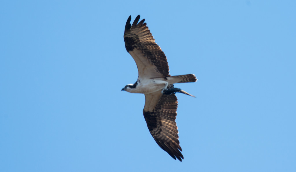 Osprey with Lunch! by rickster549