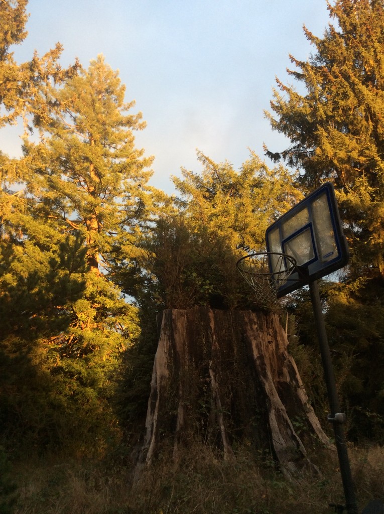 Redwood stump by pandorasecho