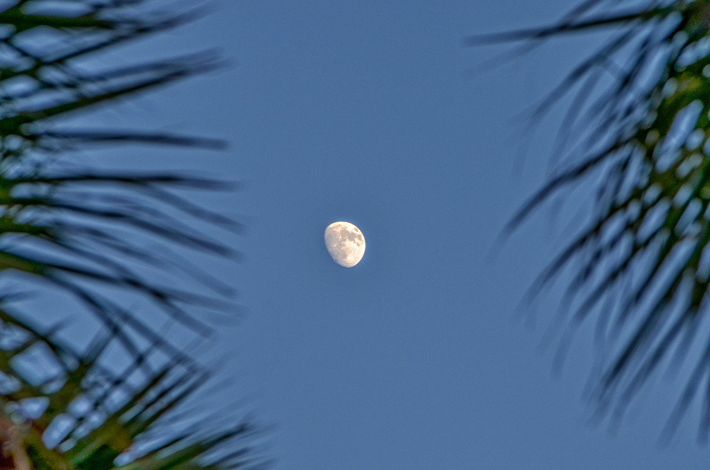 Tropical moon by danette