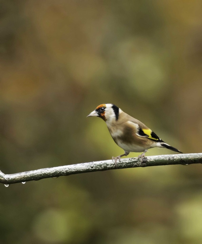Goldfinch by shepherdmanswife