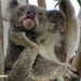 limber up by koalagardens