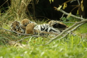 8th Nov 2010 - Baby tiger London zoo