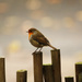 A Little Bird Told Me - 💯😋Days - Day 48 by bizziebeeme