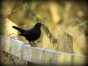11th Nov 2016 - Blackbird singing in the dead of night
