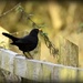 Blackbird singing in the dead of night by rosiekind