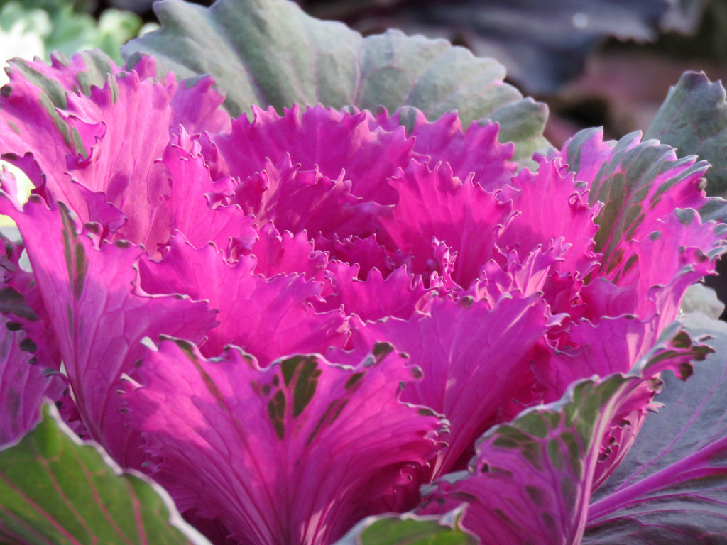 Fall Ornamental Cabbage by seattlite