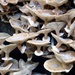 Fungi! by cmp