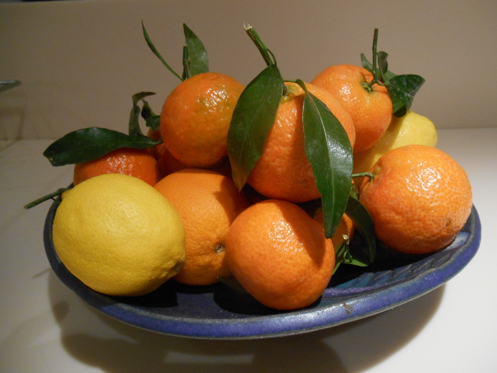 Oranges (clementines ) and lemon's...  by snowy