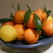 Oranges (clementines ) and lemon's...  by snowy
