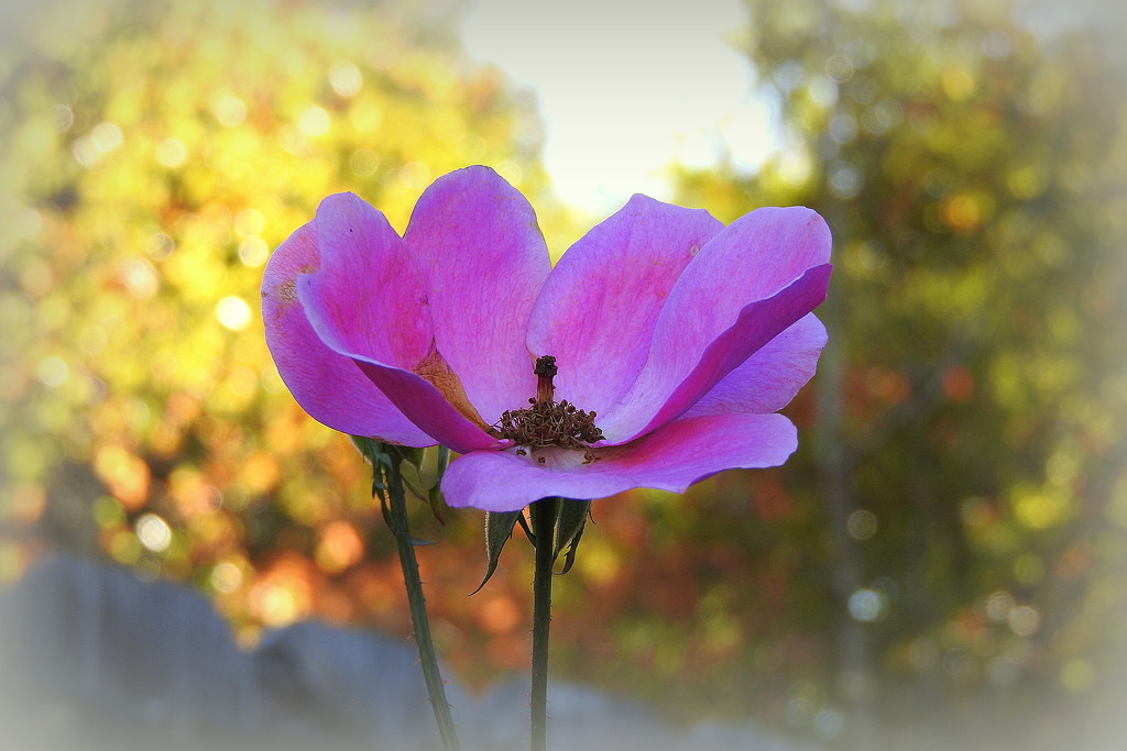 Rose with Autumn bokeh by homeschoolmom
