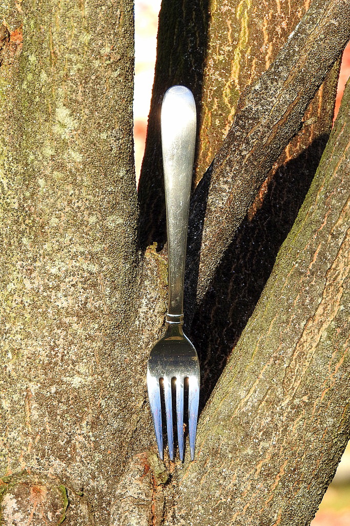 A fork in the fork of a tree by homeschoolmom