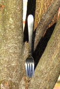9th Nov 2016 - A fork in the fork of a tree