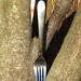 A fork in the fork of a tree by homeschoolmom
