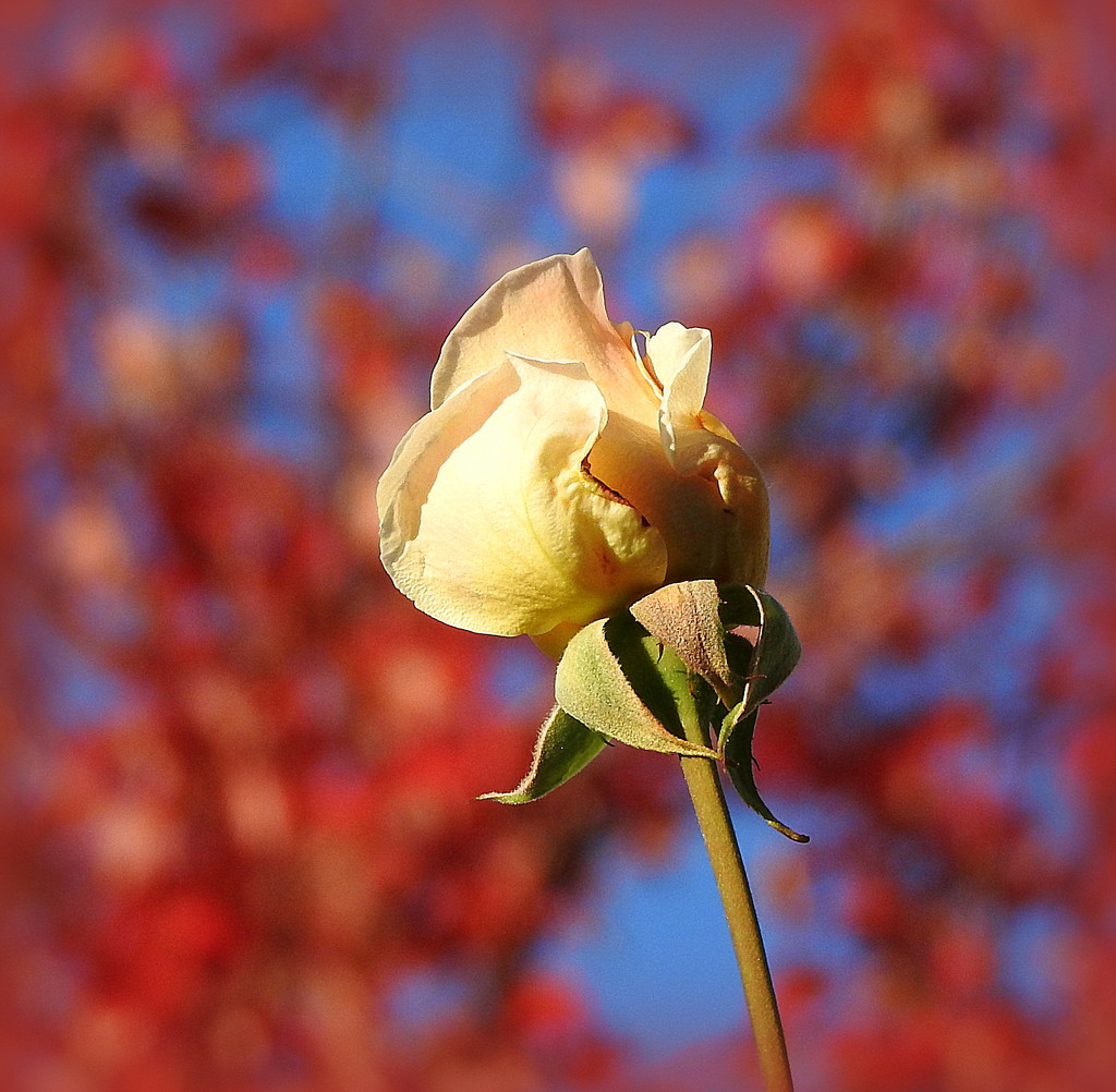 Roses blooming in the fall by homeschoolmom