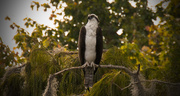 11th Nov 2016 - Osprey Glaring!