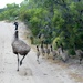Family of Emus by leestevo
