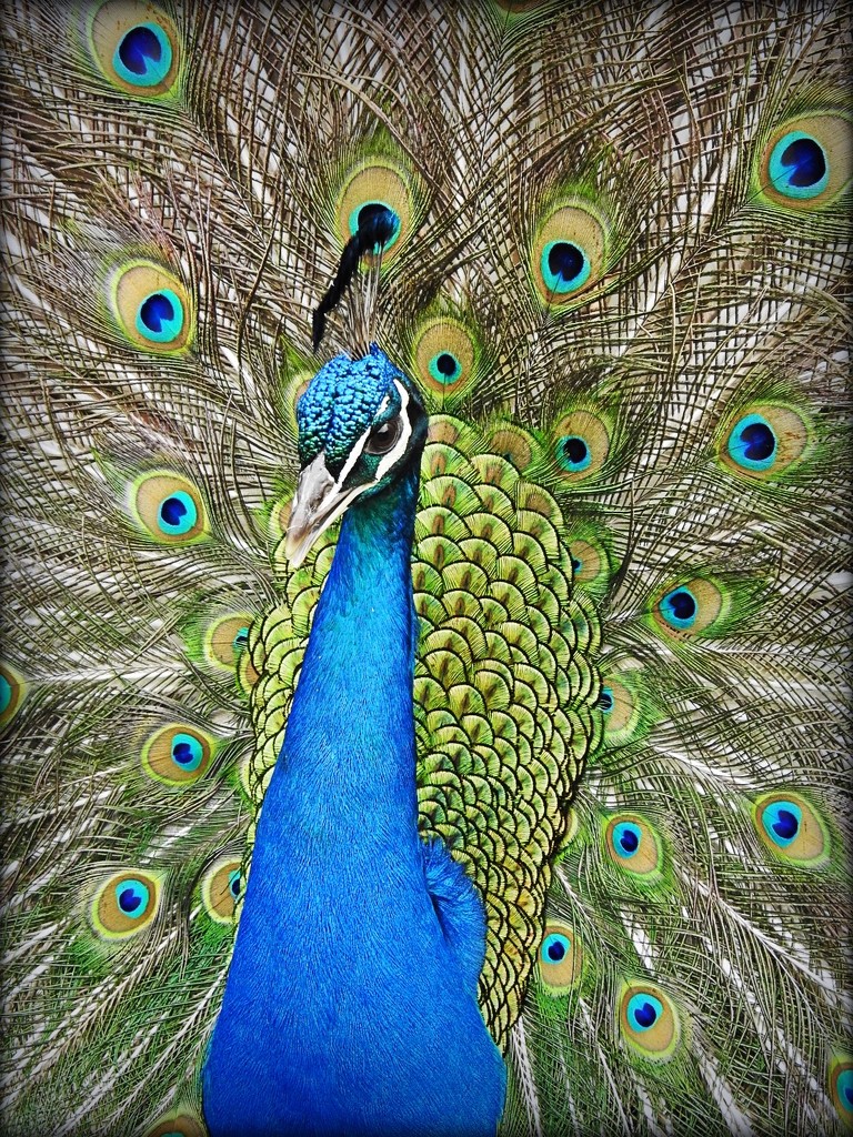 Proud as a peacock by yorkshirekiwi