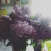 Lilacs from John by missbecky