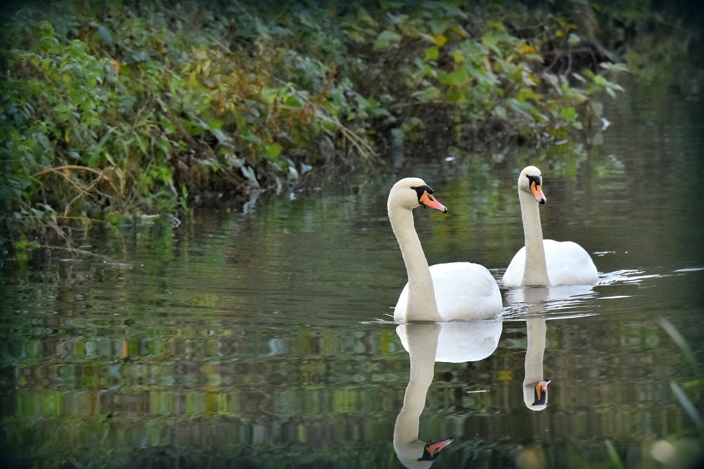 Two Swans aswimming by rosiekind