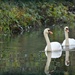 Two Swans aswimming by rosiekind
