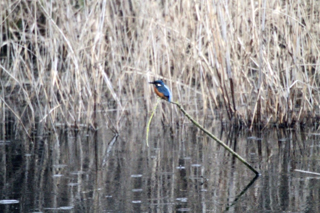 Kingfisher-my first ever shot 20/3/13 by padlock