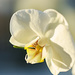 Orchid in the sun by elisasaeter
