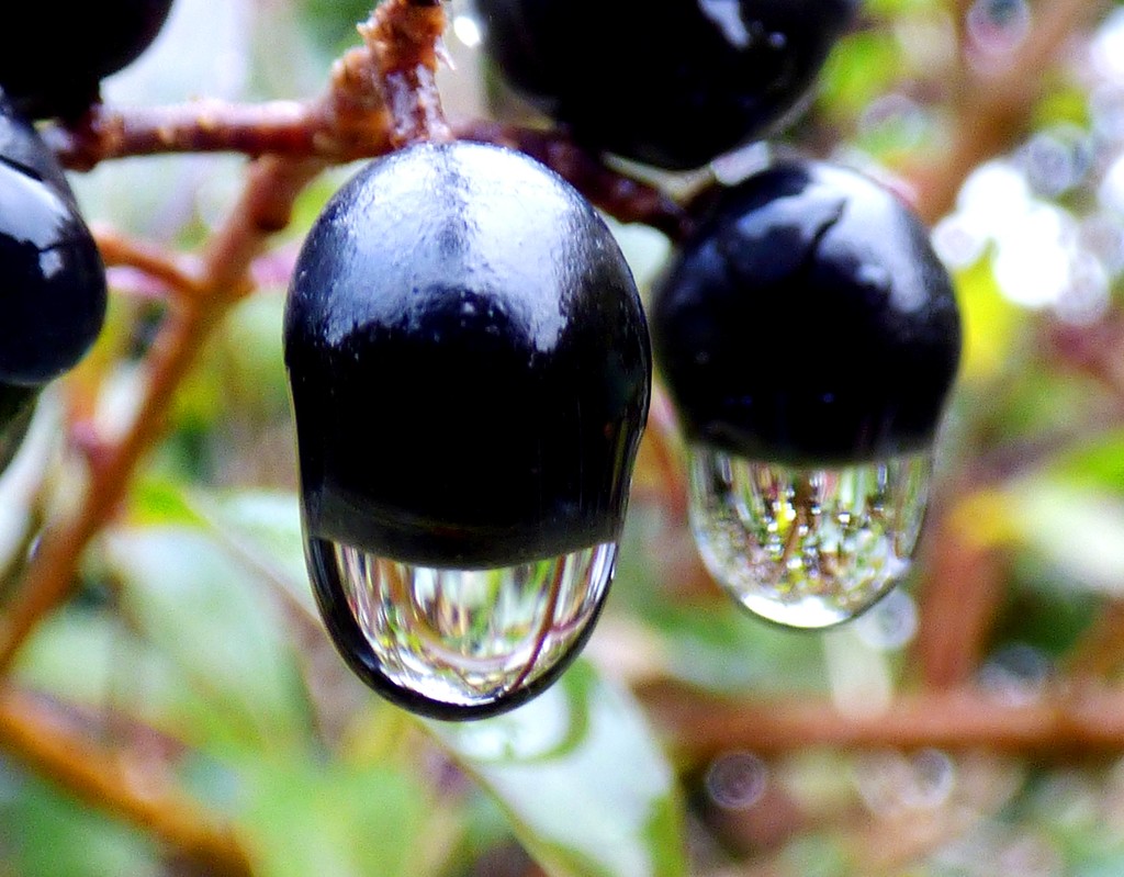 Dogwood berries in the rain by julienne1