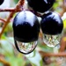 Dogwood berries in the rain by julienne1